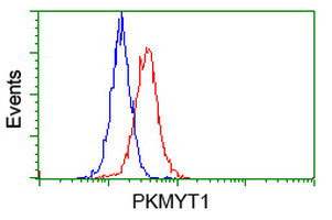 PKMYT1 Antibody in Flow Cytometry (Flow)