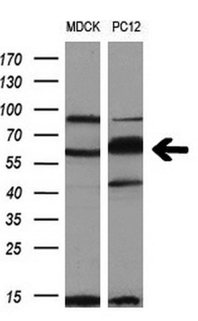 PKMYT1 Antibody in Western Blot (WB)