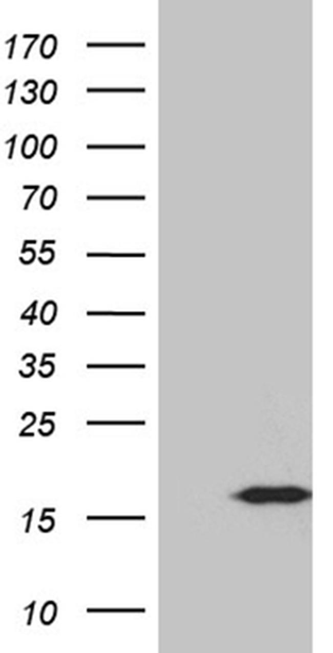 PLAC2 Antibody in Western Blot (WB)