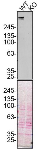 Plectin Antibody