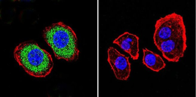 PMCA ATPase Antibody in Immunocytochemistry (ICC/IF)