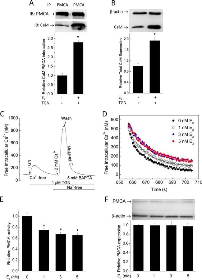 PMCA ATPase Antibody in Western Blot (WB)