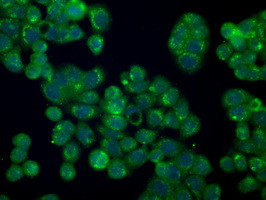 PMEL Antibody in Immunocytochemistry (ICC/IF)