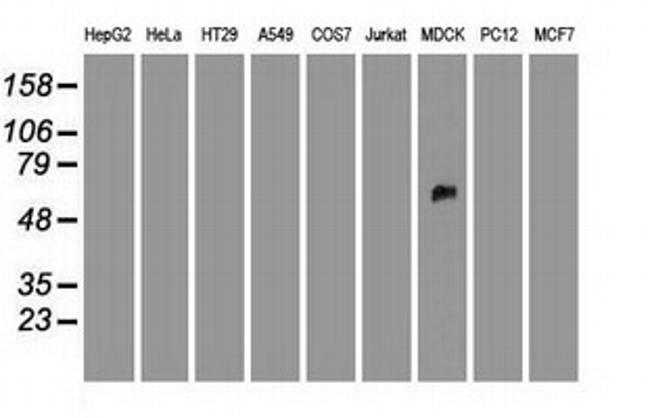 PMEL Antibody in Western Blot (WB)