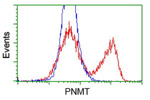 PNMT Antibody in Flow Cytometry (Flow)