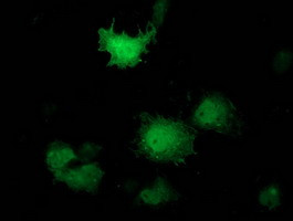 PNMT Antibody in Immunocytochemistry (ICC/IF)