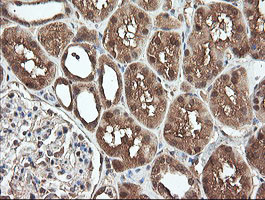 PNPO Antibody in Immunohistochemistry (Paraffin) (IHC (P))