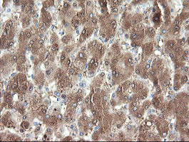 PNPO Antibody in Immunohistochemistry (Paraffin) (IHC (P))