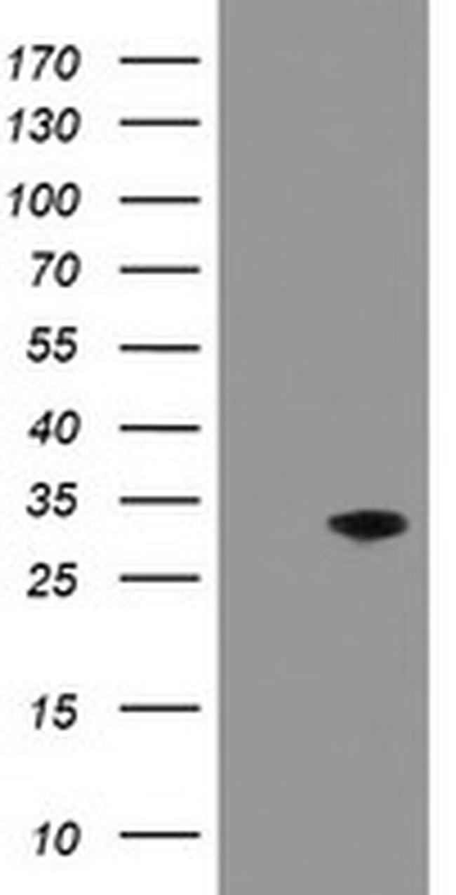 PNPO Antibody in Western Blot (WB)