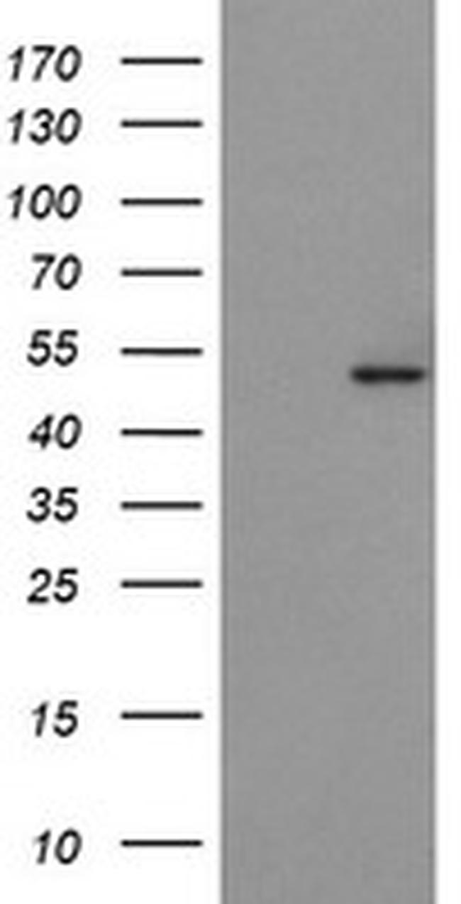 POFUT2 Antibody in Western Blot (WB)