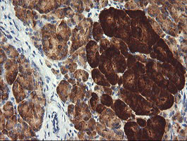 POGK Antibody in Immunohistochemistry (Paraffin) (IHC (P))