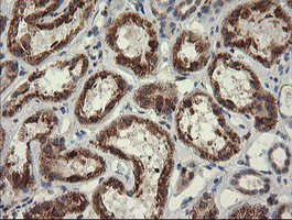 POGK Antibody in Immunohistochemistry (Paraffin) (IHC (P))