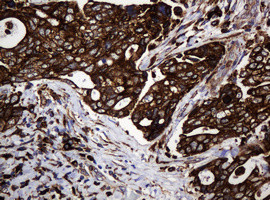 POGK Antibody in Immunohistochemistry (Paraffin) (IHC (P))