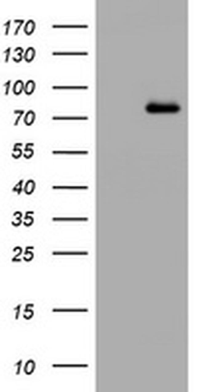 POLI Antibody in Western Blot (WB)