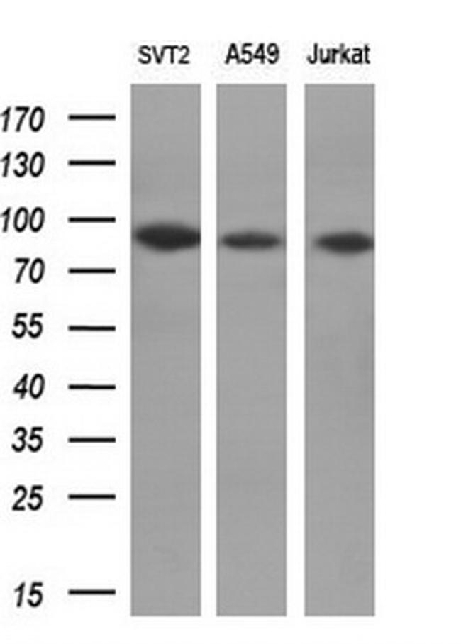 POLI Antibody in Western Blot (WB)