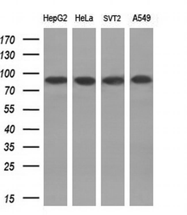 POLI Antibody in Western Blot (WB)