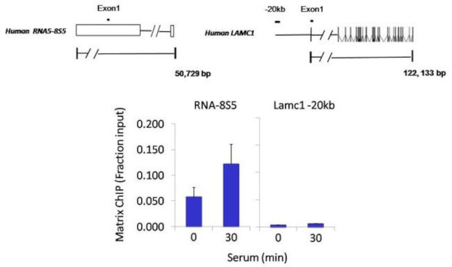 POLR1C Antibody in ChIP Assay (ChIP)