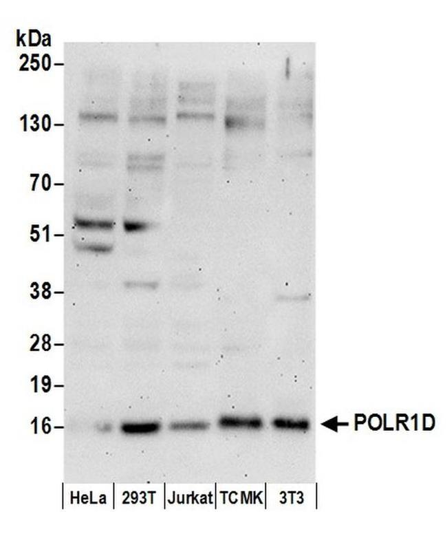 POLR1D Antibody in Western Blot (WB)