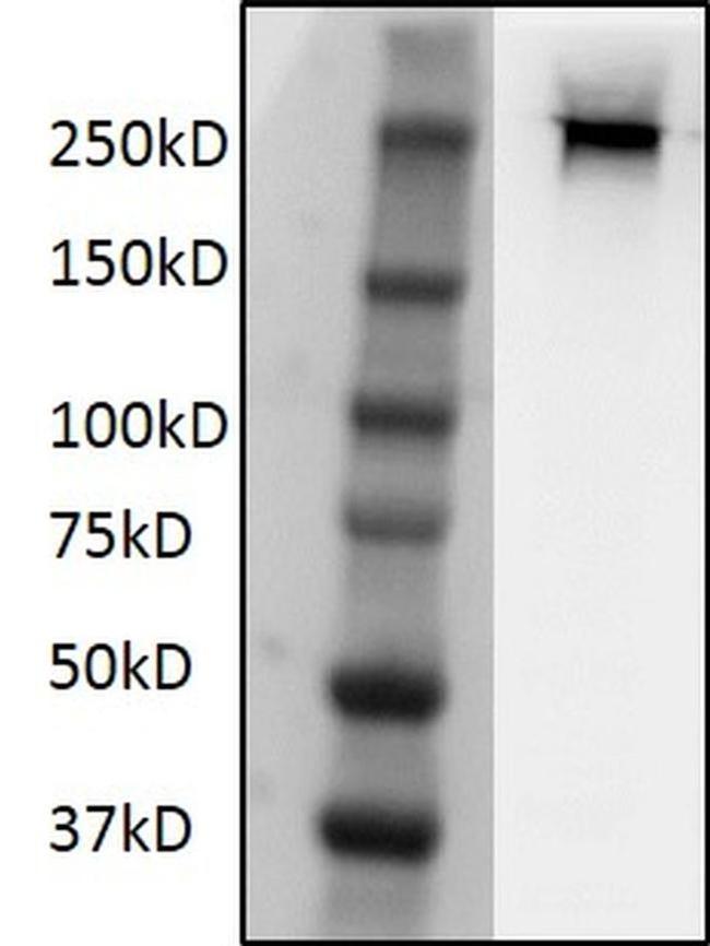 Phospho-RNA pol II CTD (Ser2) Antibody in Western Blot (WB)