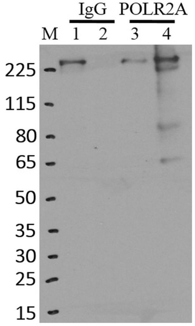 Phospho-RNA pol II CTD (Ser5) Antibody in Immunoprecipitation (IP)