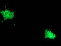 POLR2E Antibody in Immunocytochemistry (ICC/IF)