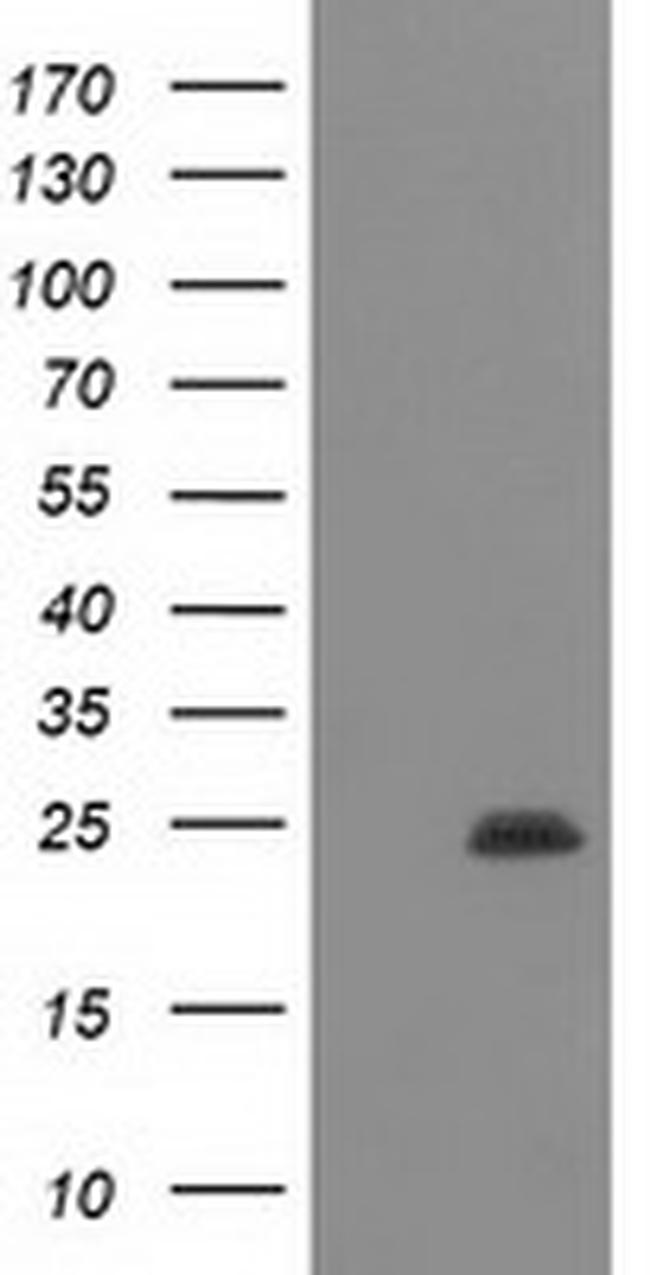POLR2E Antibody in Western Blot (WB)