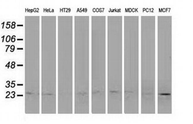 POLR2E Antibody in Western Blot (WB)