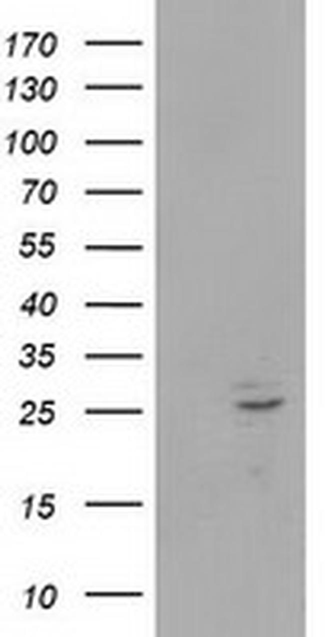 POLR2E Antibody in Western Blot (WB)