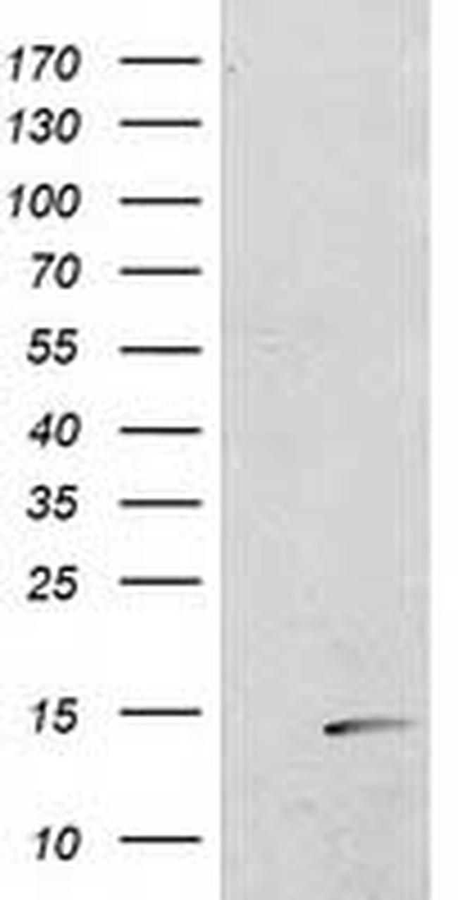 POLR2J2 Antibody in Western Blot (WB)