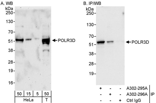 POLR3D Antibody in Western Blot (WB)