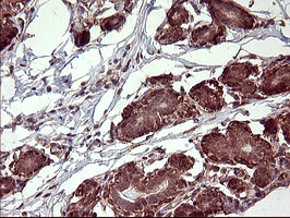 POMC Antibody in Immunohistochemistry (Paraffin) (IHC (P))