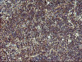 POMC Antibody in Immunohistochemistry (Paraffin) (IHC (P))