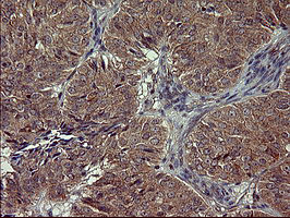 POMC Antibody in Immunohistochemistry (Paraffin) (IHC (P))