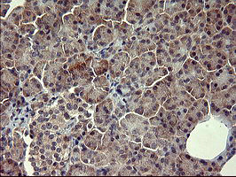 POMC Antibody in Immunohistochemistry (Paraffin) (IHC (P))