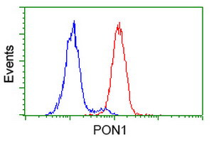 PON1 Antibody in Flow Cytometry (Flow)