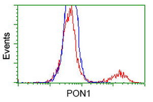 PON1 Antibody in Flow Cytometry (Flow)