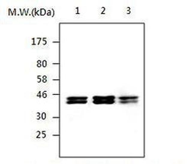 PON2 Antibody in Western Blot (WB)