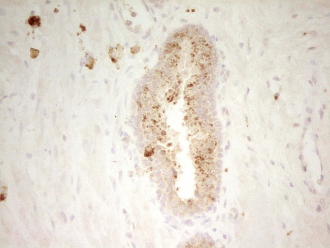 PON3 Antibody in Immunohistochemistry (Paraffin) (IHC (P))