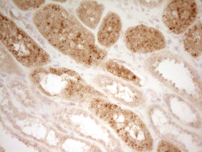 PON3 Antibody in Immunohistochemistry (Paraffin) (IHC (P))