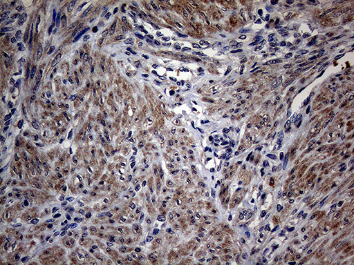 PON3 Antibody in Immunohistochemistry (Paraffin) (IHC (P))