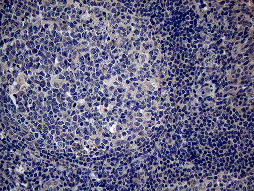 PON3 Antibody in Immunohistochemistry (Paraffin) (IHC (P))