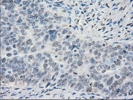 POR Antibody in Immunohistochemistry (Paraffin) (IHC (P))