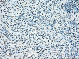 POR Antibody in Immunohistochemistry (Paraffin) (IHC (P))