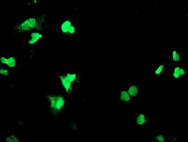 PPARA Antibody in Immunocytochemistry (ICC/IF)