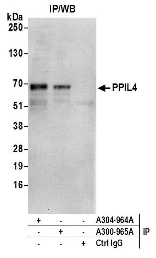 PPIL4 Antibody in Western Blot (WB)