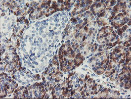 PPIL6 Antibody in Immunohistochemistry (Paraffin) (IHC (P))