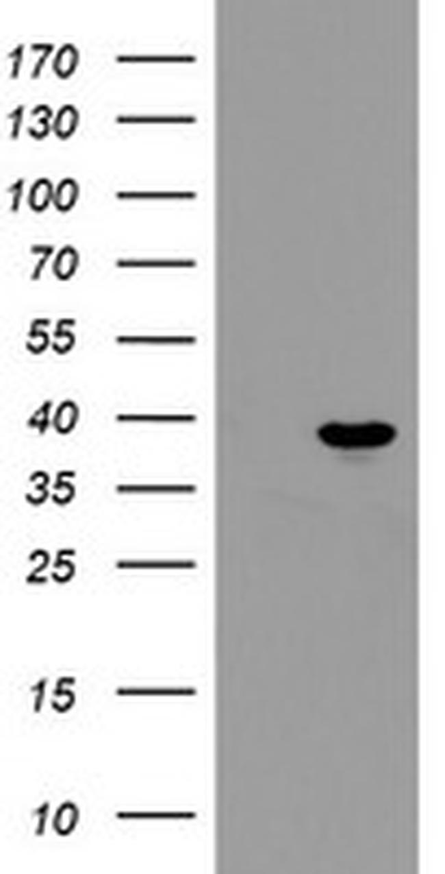 PPIL6 Antibody in Western Blot (WB)