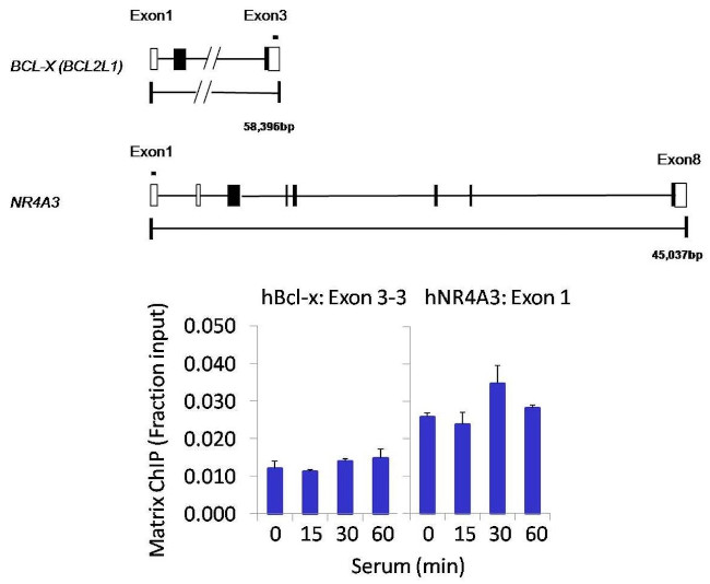 PP1 alpha Antibody in ChIP Assay (ChIP)