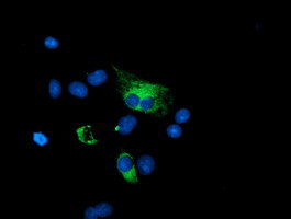 PPP1R15A Antibody in Immunocytochemistry (ICC/IF)