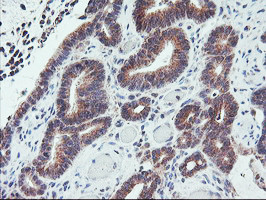 PPP1R15A Antibody in Immunohistochemistry (Paraffin) (IHC (P))